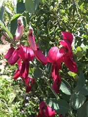 Lathyrus splendens