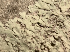 Hyperphyscia syncolla