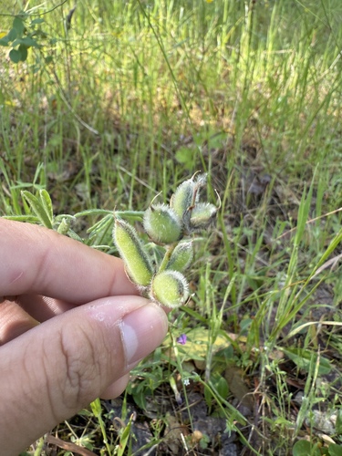 Big Pod Lupine (Lupinus pachylobus)