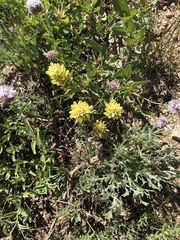 Castilleja applegatei breweri