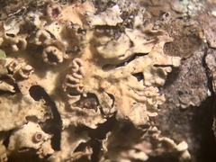 Imshaugia placorodia