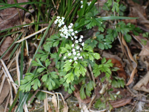 Chamaele decumbens iNat (1)