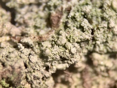 Pertusaria globularis