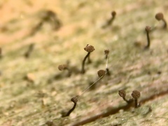 Chaenotheca brunneola