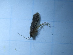 Annulipalpia