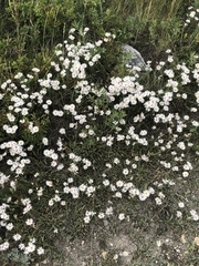 Erigeron caespitosus