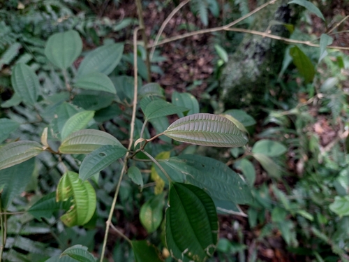 Image of Cochin-China Blastus (Blastus cochinchinensis) by (c) Jason, some rights reserved (CC BY)