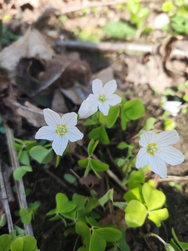 Paprastasis kiškiakopūstis