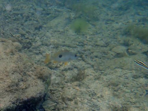Onespot Snapper (Lutjanus monostigma)