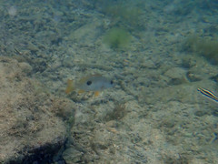 Lutjanus monostigma