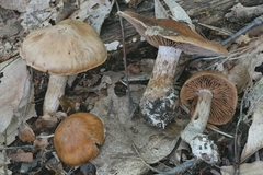 Cortinarius malachius