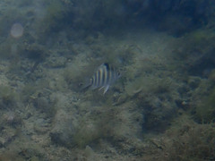 Abudefduf septemfasciatus