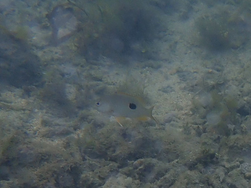 Onespot Snapper (Lutjanus monostigma)