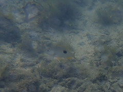 Lutjanus monostigma