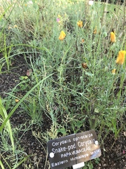 Corydalis ophiocarpa