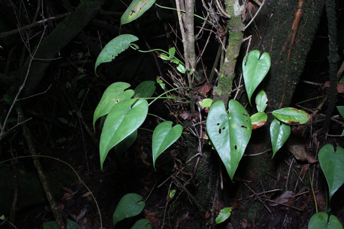 Amydrium humile observed 2025-04-14
