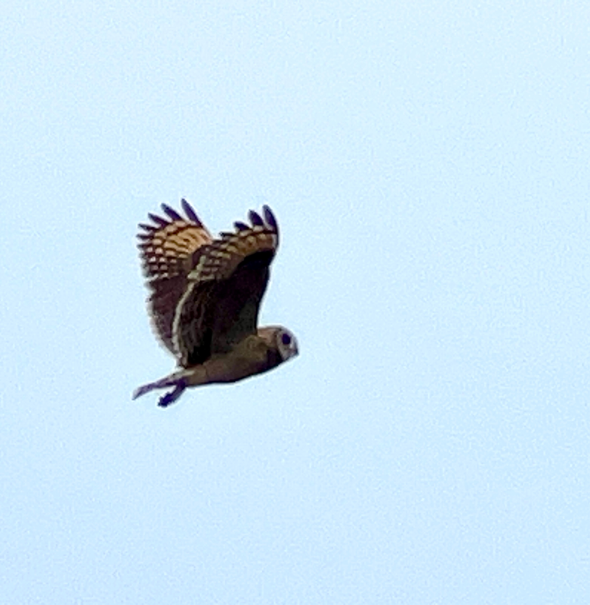 Marsh Owl (Asio capensis), photo 2