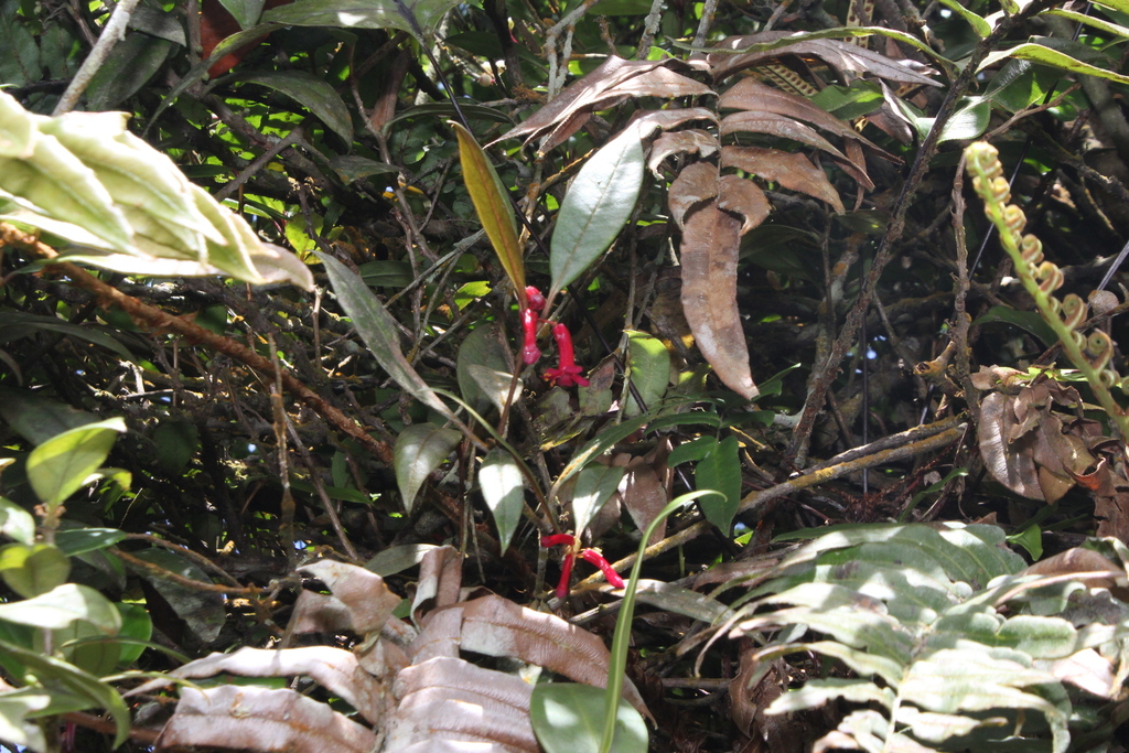 Rhododendron malayanum (Rhododendron malayanum)