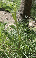 Angelica lineariloba
