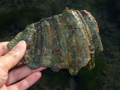 Tridacninae