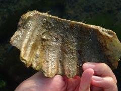 Tridacninae