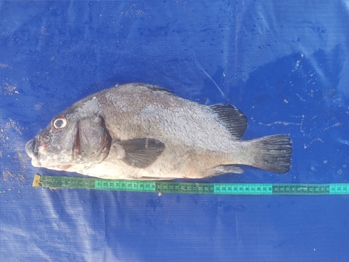 Bigscale sweetlips (Plectorhinchus macrolepis) — Haemulidae
