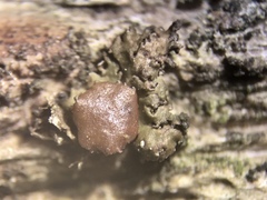 Tuckermanella fendleri