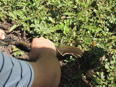 Synbranchus marmoratus