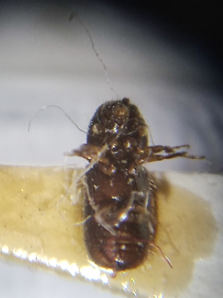 Trypophloeus alni
