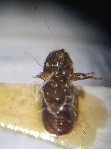 Trypophloeus alni