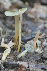Clavulinopsis appalachiensis