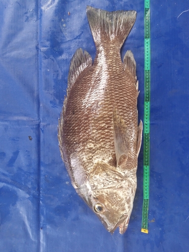 Guinea snapper (Lutjanus endecacanthus) — Lutjanidae — 5