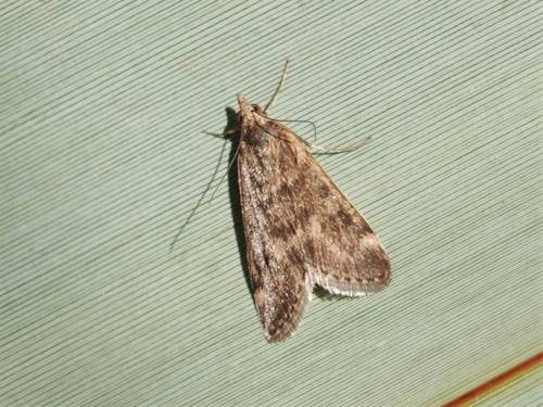Cotton Web Spinner photo 2