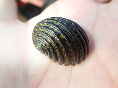 Nerita exuvia