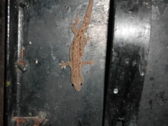 Hemidactylus frenatus