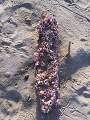 Megabalanus tintinnabulum