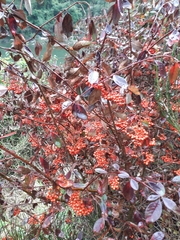 Cotoneaster glaucophyllus serotinus