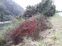 Cotoneaster glaucophyllus serotinus