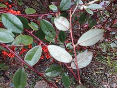 Cotoneaster glaucophyllus serotinus
