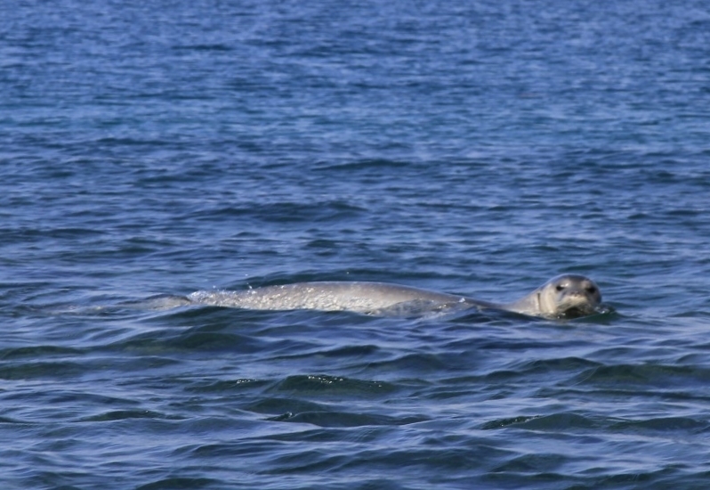 Monk seal floating on its side at the surface