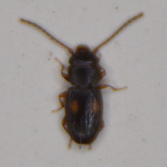 Laemophloeidae