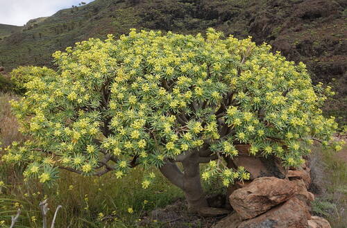 Euphorbia berthelotii