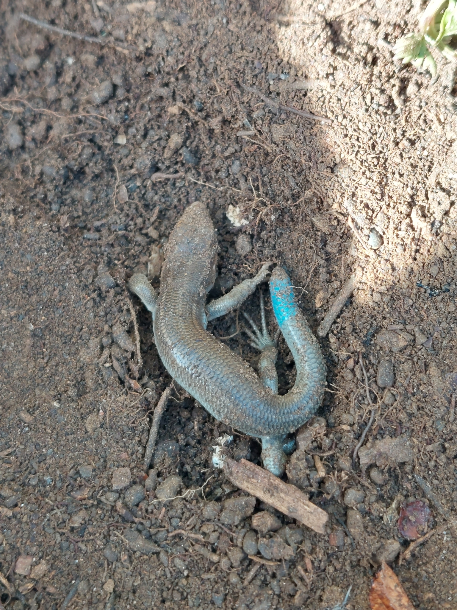 Tung River Skink photo 2