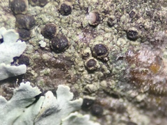 Amandinea dakotensis