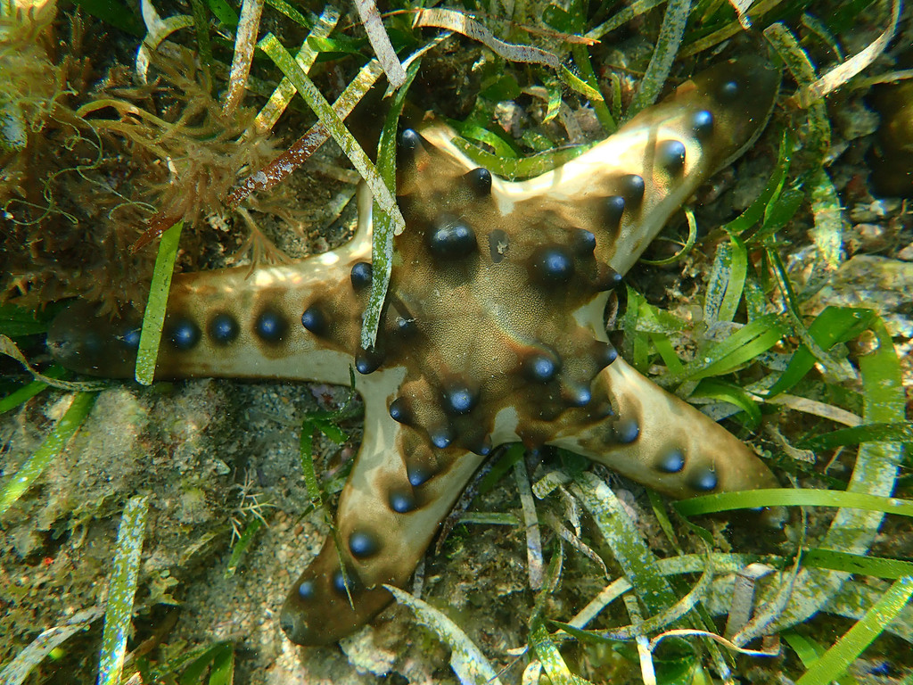 Chocolate Chip Sea Star
