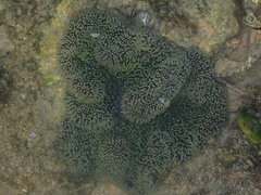 Stichodactyla