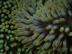 Stichodactyla