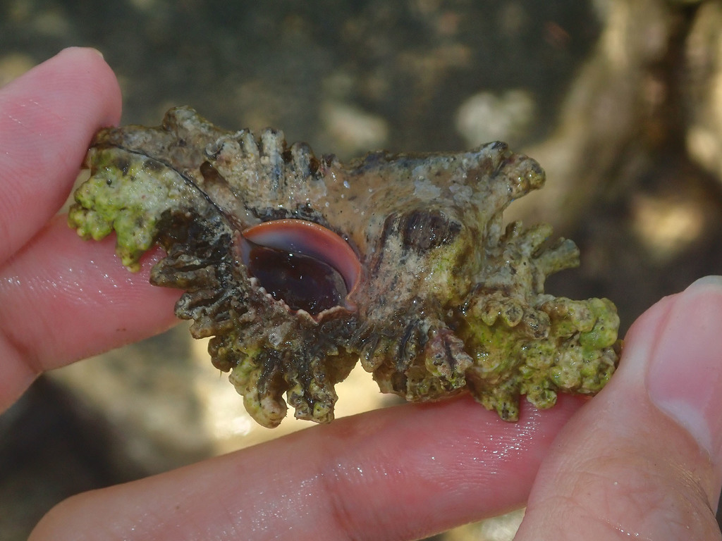 Adusta murex