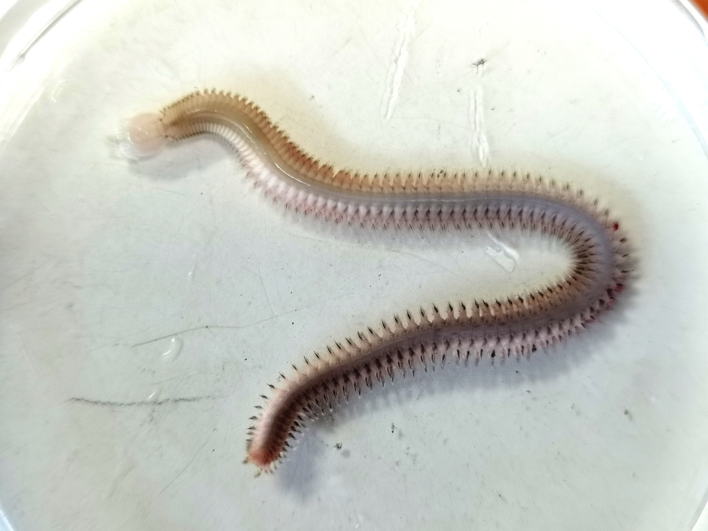 catworm