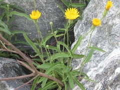 Sonchus brachyotus